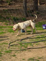 Liberty , a female American Bulldog for sale in Decatur, TN – 4 of 4