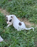Domino , a female American Bulldog for sale in Decatur, TN – 4 of 9
