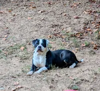 Lola, a female American Bulldog for sale in Decatur, TN – 6 of 6