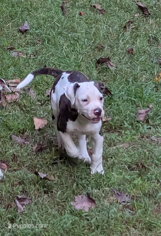 Maverick  – American Bulldog puppy for sale in Decatur, TN