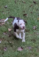 Maverick , a male American Bulldog for sale in Decatur, TN – 1 of 9