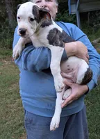 Maverick , a male American Bulldog for sale in Decatur, TN – 8 of 9