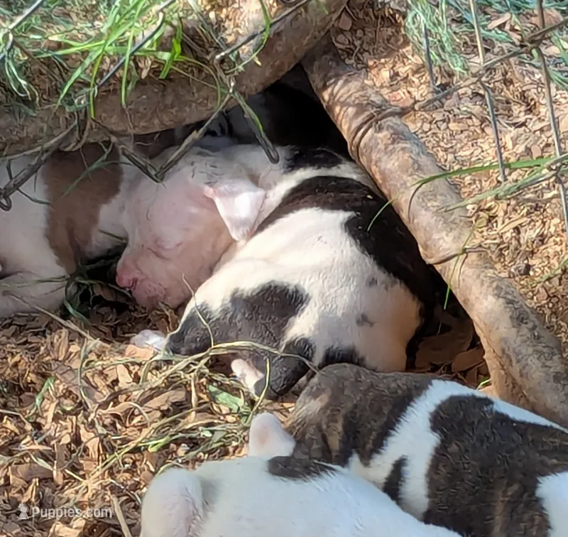 Ladybird  – American Bulldog puppy for sale in Decatur, TN