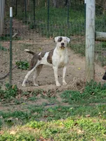 Liberty , a female American Bulldog for sale in Decatur, TN – 3 of 4