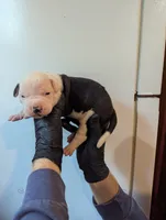 Trudy, a female American Bulldog for sale in Decatur, TN – 1 of 6