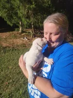 Sammi, a female American Bulldog for sale in Decatur, TN – 5 of 9