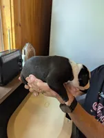 Jade, a female American Bulldog for sale in Decatur, TN – 5 of 7