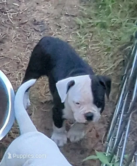 Coco – American Bulldog puppy for sale in Decatur, TN
