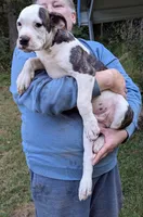 Maverick , a male American Bulldog for sale in Decatur, TN – 9 of 9