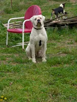 Coco, a female American Bulldog for sale in Decatur, TN – 6 of 6