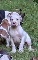 Kodiak , a male American Bulldog for sale in Decatur, TN – 1 of 10