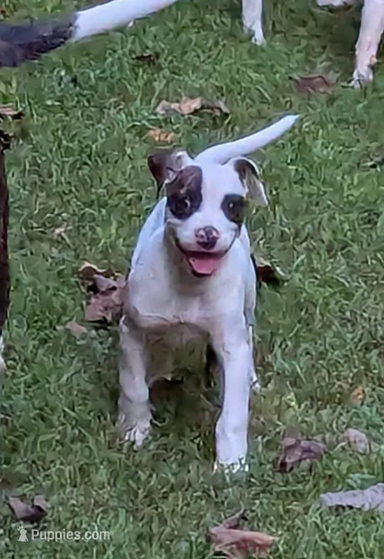 Domino  – American Bulldog puppy for sale in Decatur, TN