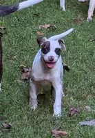 Domino , a female American Bulldog for sale in Decatur, TN – 1 of 9