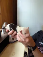 Ladybird , a female American Bulldog for sale in Decatur, TN – 2 of 6