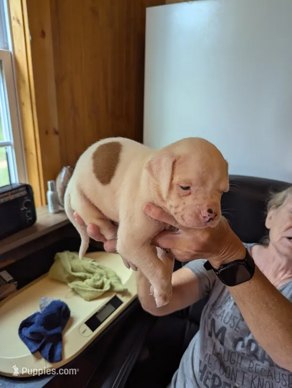 Oscar  – American Bulldog puppy for sale in Decatur, TN