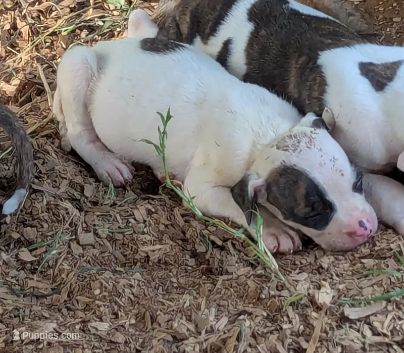Domino  – American Bulldog puppy for sale in Decatur, TN