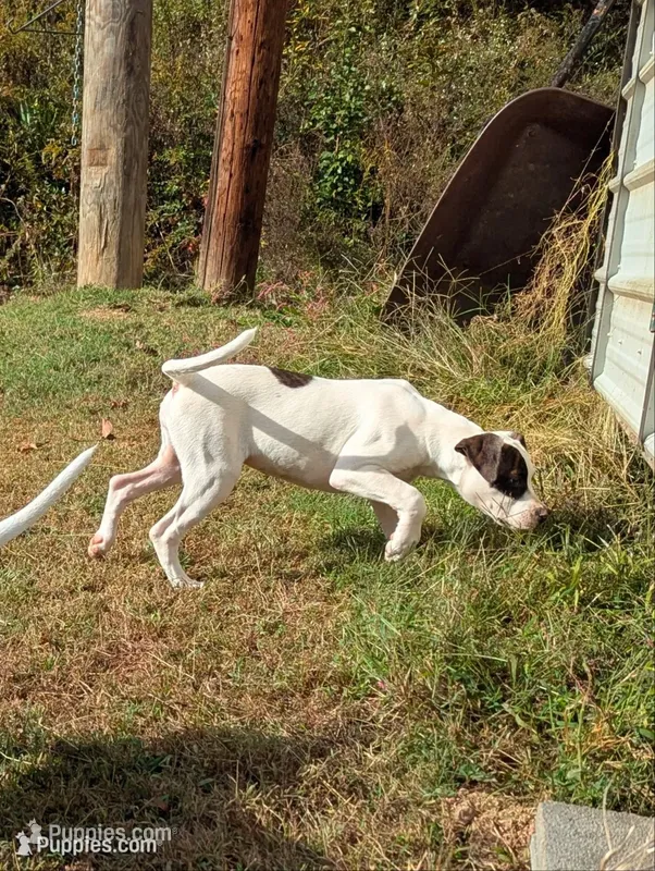 Domino  – American Bulldog puppy for sale in Decatur, TN