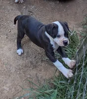 Dolly, a female American Bulldog for sale in Decatur, TN – 4 of 10