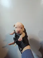 Bonnie , a female American Bulldog for sale in Decatur, TN – 2 of 4