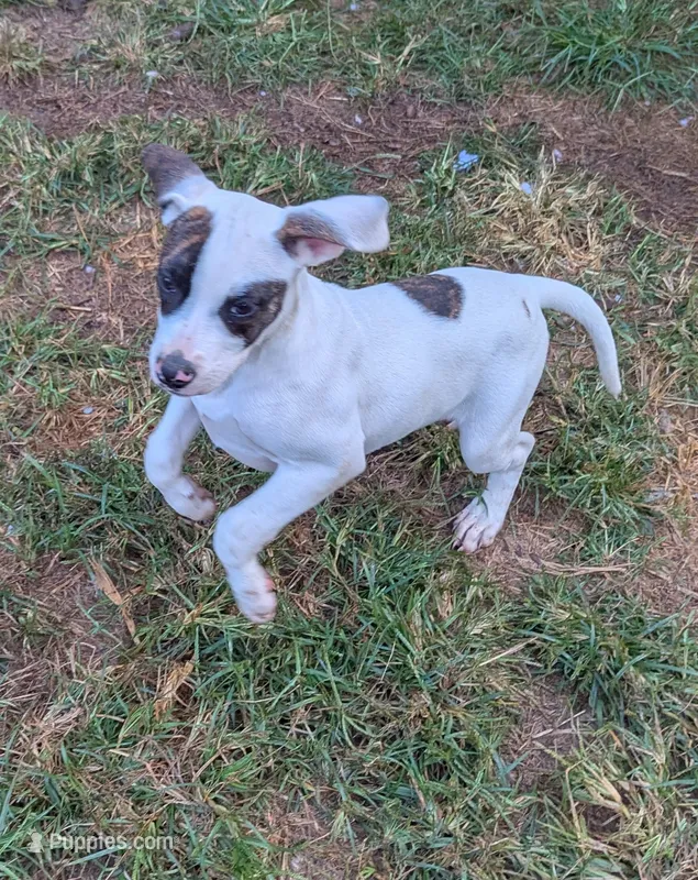 Domino  – American Bulldog puppy for sale in Decatur, TN