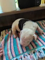 Titan , a male American Bulldog for sale in Decatur, TN – 2 of 6