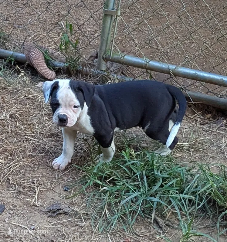 Odin – American Bulldog puppy for sale in Decatur, TN