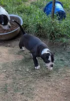 Jade, a female American Bulldog for sale in Decatur, TN – 5 of 10