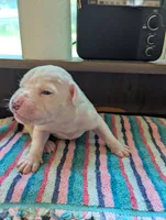 Titan , a male American Bulldog for sale in Decatur, TN – 4 of 6