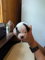 Odin, a male American Bulldog for sale in Decatur, TN – 3 of 5