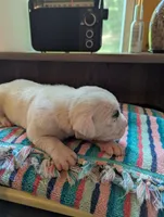 Ace, a male American Bulldog for sale in Decatur, TN – 2 of 5