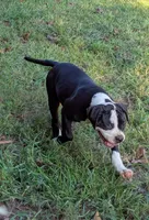 Jade, a female American Bulldog for sale in Decatur, TN – 10 of 10