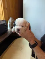 Lola, a female American Bulldog for sale in Decatur, TN – 3 of 6