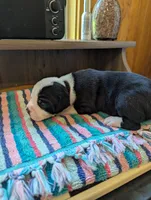Coco, a female American Bulldog for sale in Decatur, TN – 3 of 6
