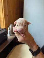 Sundance , a male American Bulldog for sale in Decatur, TN – 3 of 5