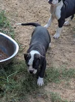 Dolly, a female American Bulldog for sale in Decatur, TN – 3 of 10