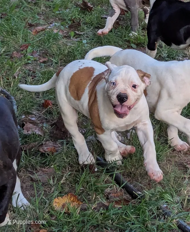 Cooper – American Bulldog puppy for sale in Decatur, TN