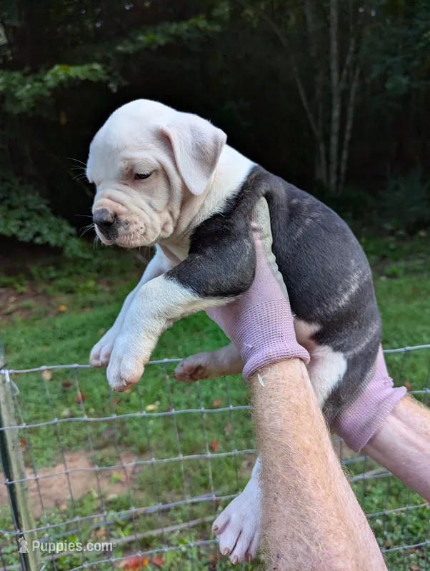 Trudy – American Bulldog puppy for sale in Decatur, TN