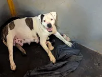Bonnie , a female American Bulldog for sale in Decatur, TN – 4 of 4