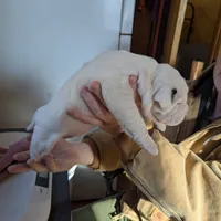 Female 3, a female American Bulldog for sale in Decatur, TN – Photo 2 of 5