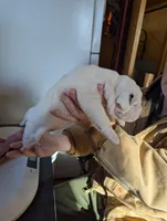 Female 3, a female American Bulldog for sale in Decatur, TN – Photo 2 of 5