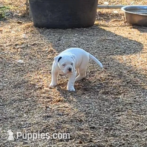 Female 3, a female American Bulldog for sale in Decatur, TN – Photo 5 of 5