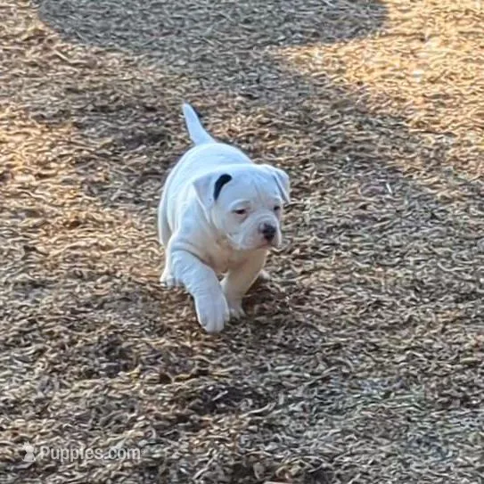Female 3, a female American Bulldog for sale in Decatur, TN – Photo 3 of 5