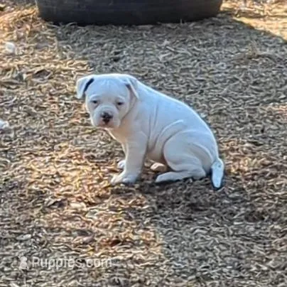 Female 3, a female American Bulldog for sale in Decatur, TN – Photo 4 of 5