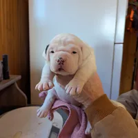 Female 3, a female American Bulldog for sale in Decatur, TN – Photo 1 of 5