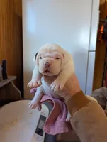 Female 3, a female American Bulldog for sale in Decatur, TN – Photo 1 of 5