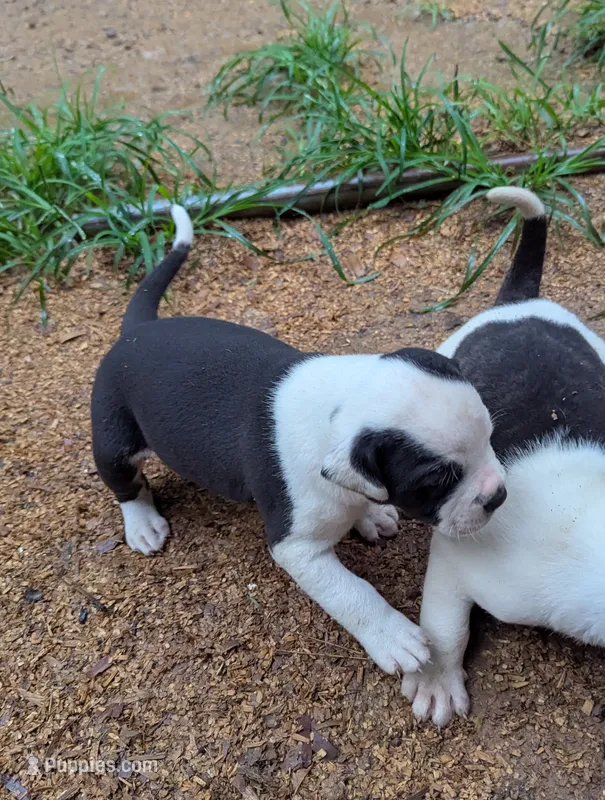 Odin – American Bulldog puppy for sale in Decatur, TN