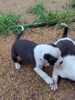 Odin, a male American Bulldog for sale in Decatur, TN – 1 of 5