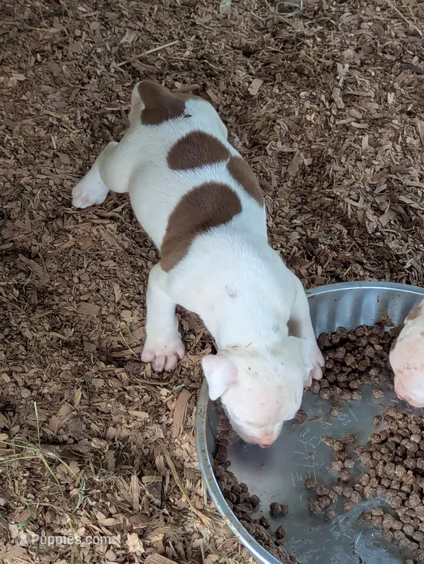 Sundance  – American Bulldog puppy for sale in Decatur, TN