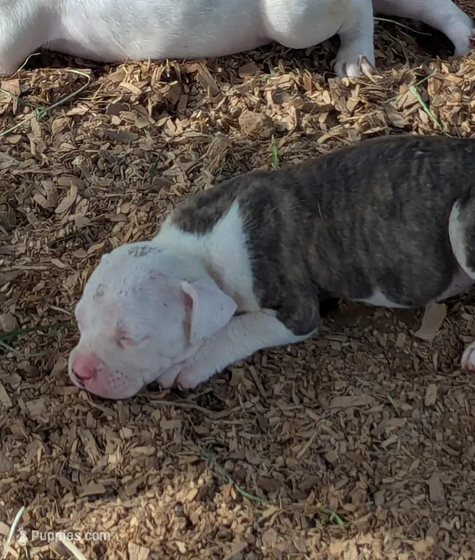 Savannah  – American Bulldog puppy for sale in Decatur, TN