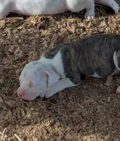 Savannah , a female American Bulldog for sale in Decatur, TN – 1 of 5